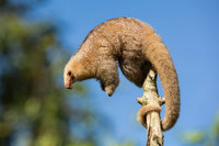 Silky_Anteater Zwerg-Ameisenbär.jpg (176.72 KiB) 79828-mal betrachtet Silky_Anteater Zwerg-Ameisenbär.jpg
