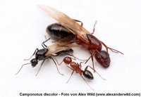 camponotus discolor.jpg