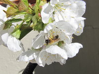 Wildbiene auf Kirschblüte 2.JPG