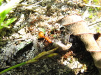 Manica Myrmica Formica Futterkonkurrenz.JPG (2.12 MiB) 141932-mal betrachtet Manica Myrmica Formica Futterkonkurrenz.JPG
