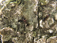 Dolichoderus quadripunctatus cf 3.JPG