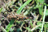 Formica cf. rufibarbis mit Brut auf Halm.JPG