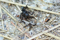 Tetramorium sp. verwerten eine tote C. vagus.JPG