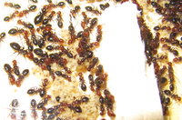 C lateralis Winterruhe.JPG (1.82 MiB) 59967-mal betrachtet C lateralis Winterruhe.JPG