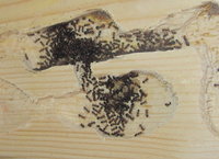 C lateralis Winterhaufen.JPG (1.47 MiB) 59967-mal betrachtet C lateralis Winterhaufen.JPG