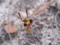 1024px-Fringed_Hare_Orchid.jpg (69.08 KiB) 36891-mal betrachtet 1024px-Fringed_Hare_Orchid.jpg