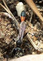 Ammophila.JPG (314.34 KiB) 233231-mal betrachtet Ammophila.JPG