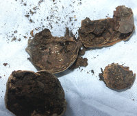 Acorn-ants-(USA)2.jpg (502.24 KiB) 35127-mal betrachtet Acorn-ants-(USA)2.jpg