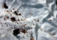 Acorn-ants-(USA).jpg (358.13 KiB) 35156-mal betrachtet Acorn-ants-(USA).jpg