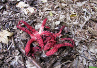 1-Tintenfi-Pilz-681web.jpg (416.14 KiB) 77129-mal betrachtet 1-Tintenfi-Pilz-681web.jpg