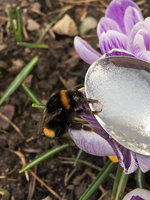 Hummel Ostern.JPG (2.38 MiB) 17341-mal betrachtet Hummel Ostern.JPG