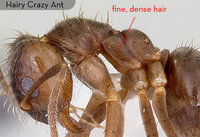 crazy_ant_3.jpg