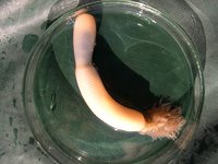 1280px-Priapulus_caudatus.jpg (449.06 KiB) 127711-mal betrachtet 1280px-Priapulus_caudatus.jpg